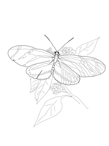 Zebra Longwing Butterfly Coloring page