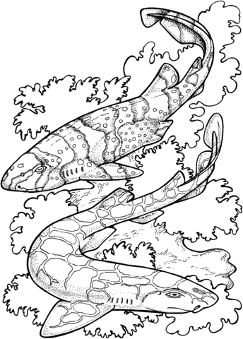 Zebra Sharks Coloring page