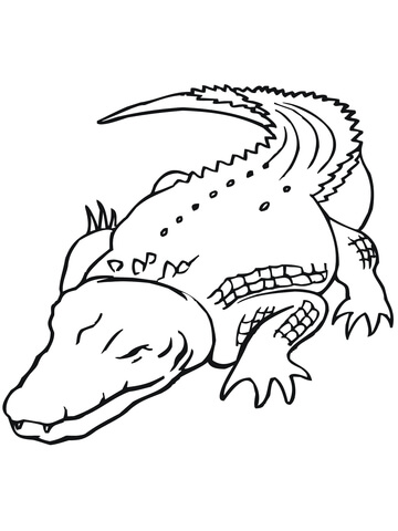 Australian Saltwater Crocodile Coloring page