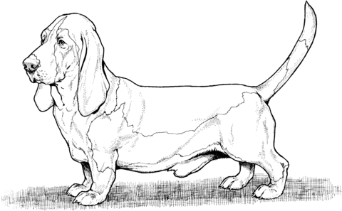 Bassett Hound Dog Coloring page