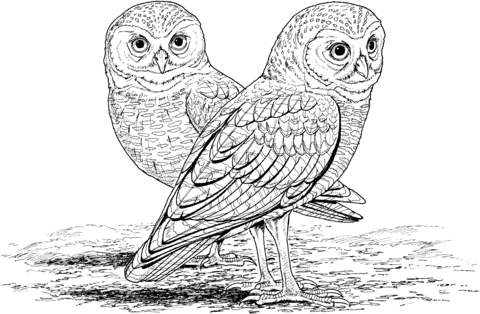 Burrowing Owl Coloring page