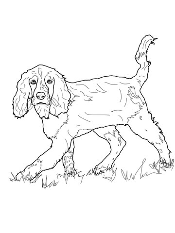 English Springer Spaniel Coloring page