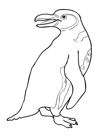 Galapagos Penguin Coloring page