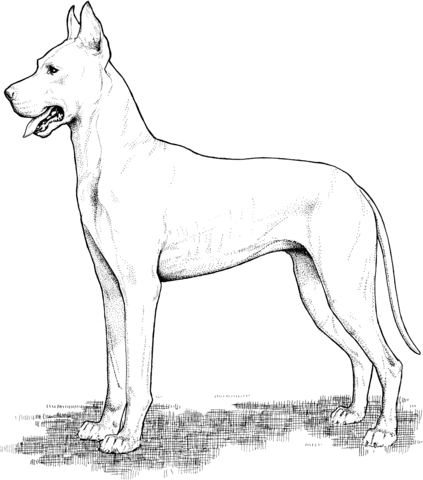 Great Dane Coloring page