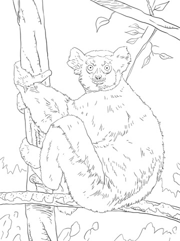 Indri lemur Coloring page