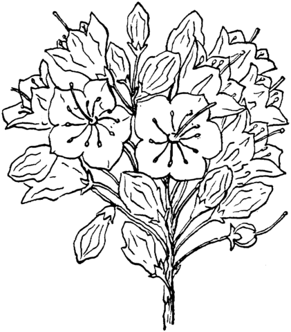 Kalmia Latifolia or Mountain Laurel Coloring page