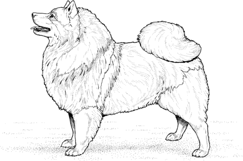 Keeshond Coloring page