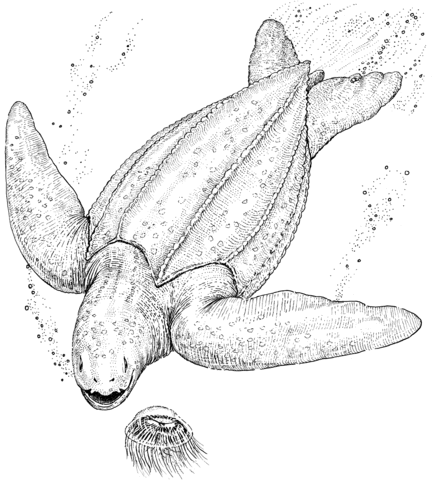 Leatherback Sea Turtle Coloring page