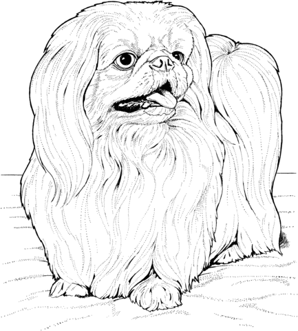 Lhasa Apso Coloring page