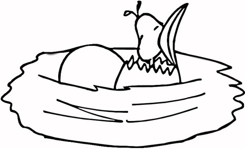 Little Chicken  Coloring page