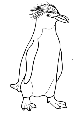 Macaroni Crested Penguin Coloring page