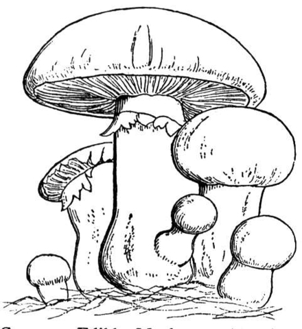 Mushroom Family  Coloring page