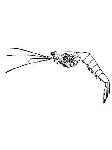 Mysida or Opossum Shrimp Coloring page