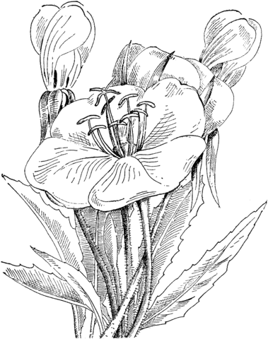 Oenothera Caespitosa or Scapose Primrose Coloring page