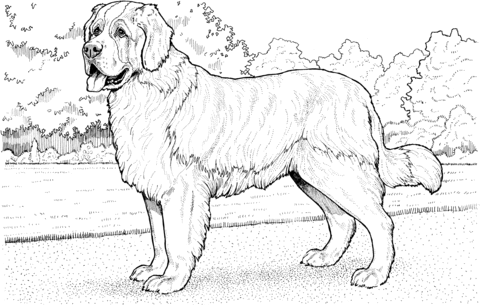 Saint Bernard Coloring page