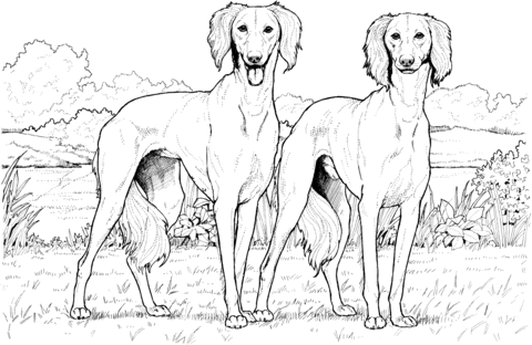 Saluki Coloring page