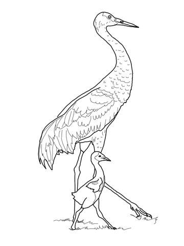 Sandhill Crane with Baby Coloring page