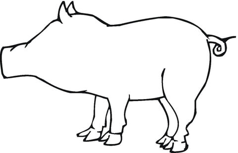 Pig Outline  Coloring page