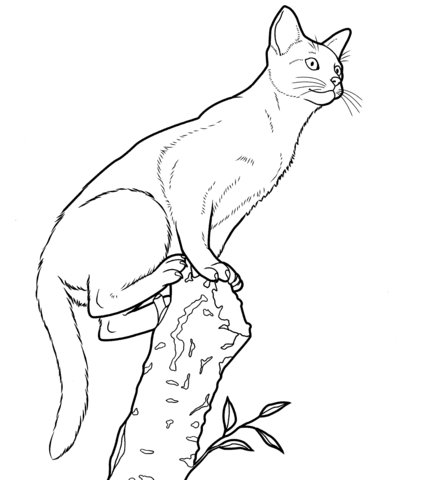 Abyssinian Cat  Coloring page