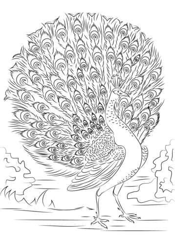 Advanced Peacock Coloring page