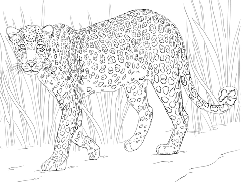 African Leopard Coloring page