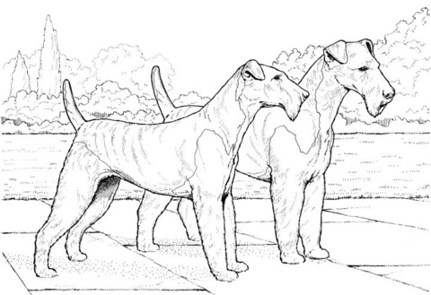 Airedale Terrier  Coloring page