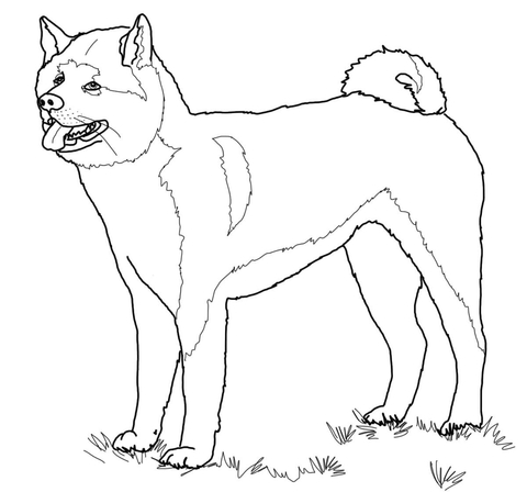 American Akita Coloring page