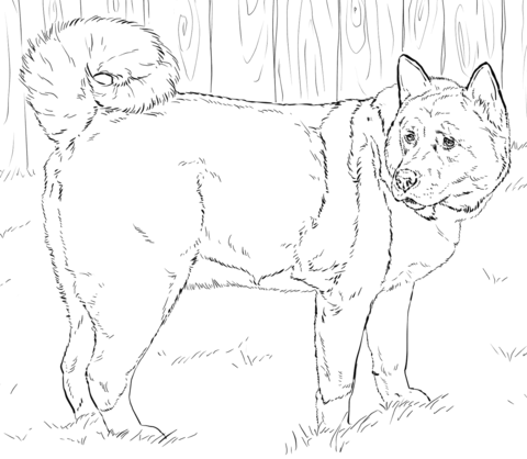 American Akita Coloring page