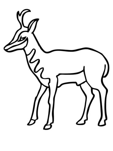 American Antelope Pronghorn Coloring page