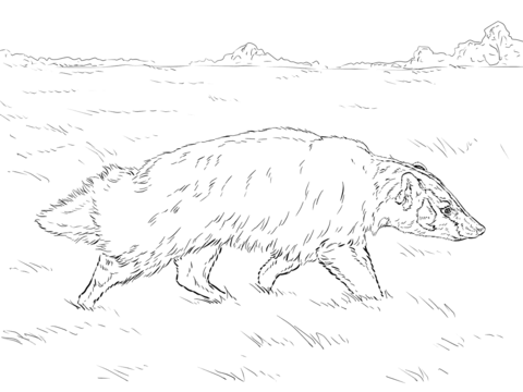 American Badger Runs Coloring page