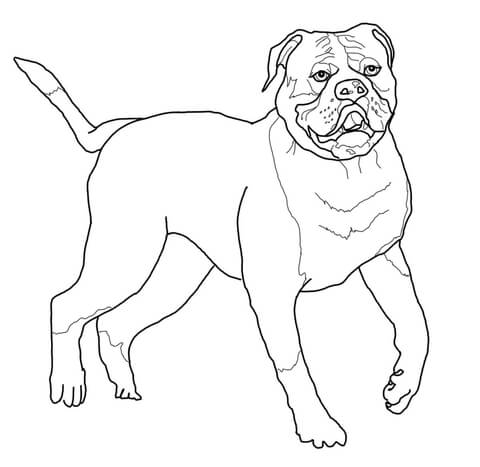 American Bulldog Coloring page