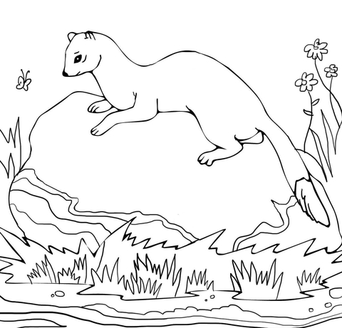 American Polecat Coloring page