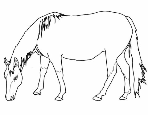 Grazing American Quarter Horse Coloring page