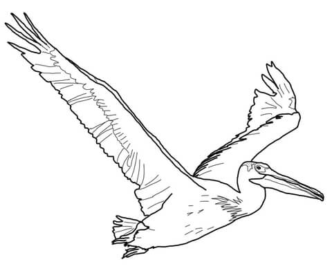 American White Pelican Coloring page