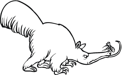 Anteater 7 Coloring page