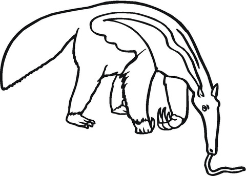 Anteater Eats Coloring page