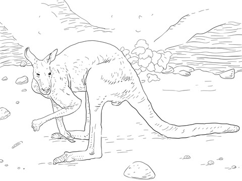 Antilopine Kangaroo Coloring page