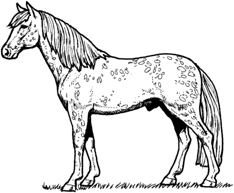 Appaloosa Horse Coloring page