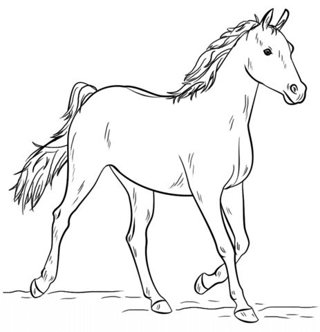 Grey Arabian Horse Coloring page