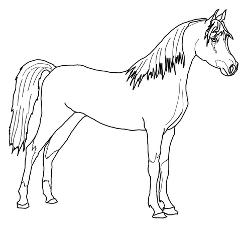 Arabian Horse Coloring page