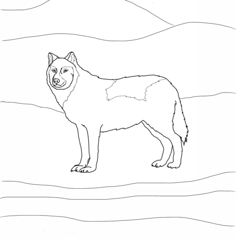 Arctic White Wolf  Coloring page