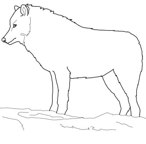 Arctic Wolf Coloring page