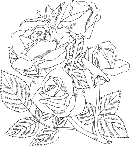 Arizona Grandiflora Rose Coloring page