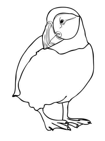 Atlatntic Puffin Coloring page