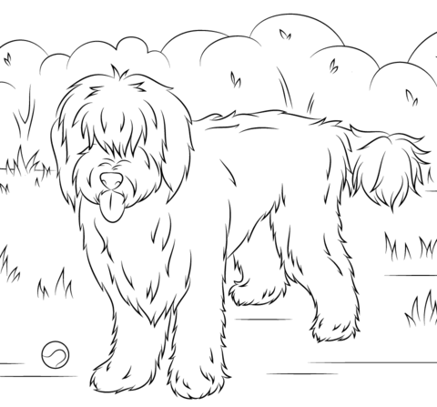 Australian Labradoodle Coloring page