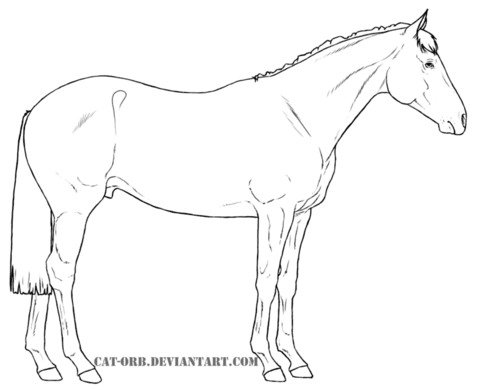 Australian Stock Horse Coloring page