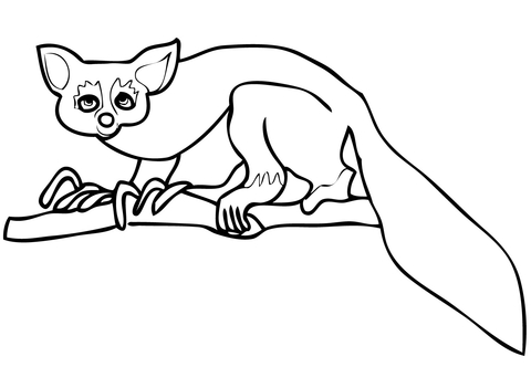 Aye Aye Coloring page