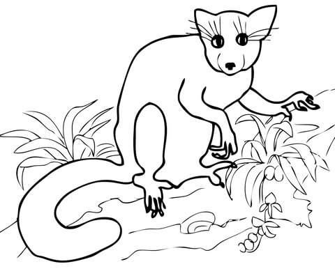 Aye Aye from Madagascar Coloring page