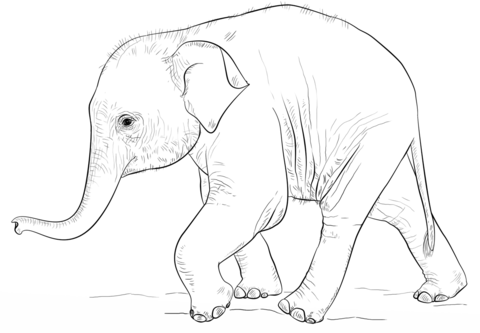 Cute Baby Elephant Coloring page