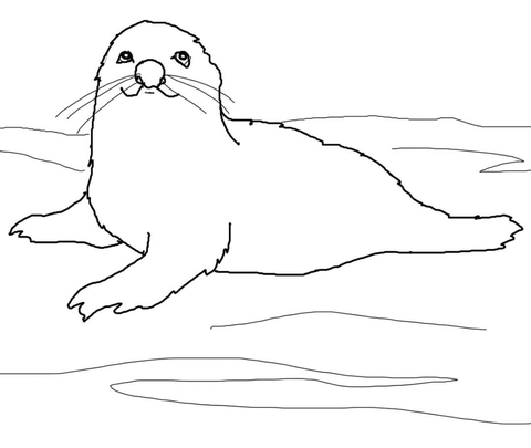 Baby Harp Seal Coloring page